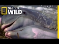Dolphins Take Hunting To The Next Level Deep Sea Killers