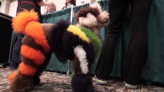 Creative dog grooming competitions turn pooches into art