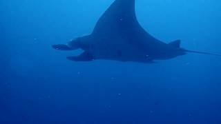 preview picture of video 'Diving with Manta Rays in Misool'