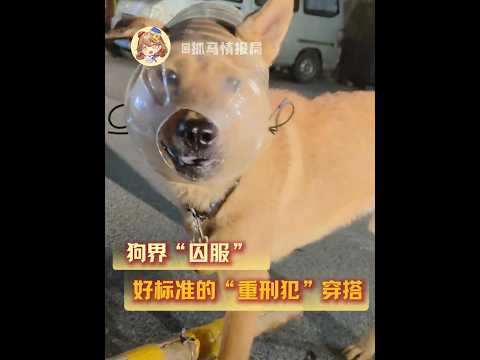 好標準的狗界「甲級犯犬」穿搭！ 感覺追上車會大狗大狗瘋狂嚼#大狗叫 #搞笑 #狗子減速器 #離譜 #狗界顯眼包