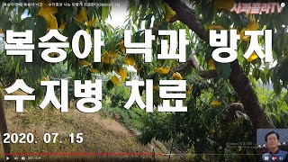 [복숭아재배] 복숭아 낙과 ᆞ 수지증상 나는 이렇게 치료한다(2020.07 .15)