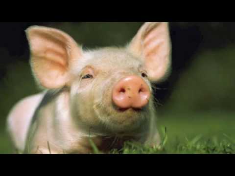 Smoet, vet, espe en spek! (O'DJAVEL)