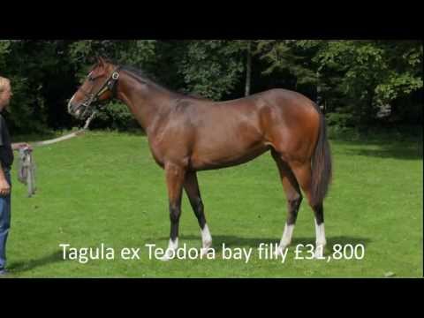 Lot 350: Tagula ex Teodora bay filly £31,800