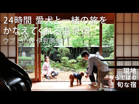 YouTube動画を再生