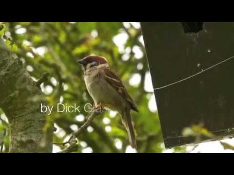 Busy Tree Sparrows in my north Antrim garden.