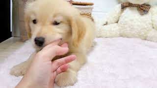 ゴールデンレトリバーの動画01