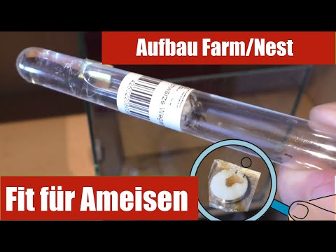 Ameisen halten als Haustier? Das perfekte Starter Set. Aufbau der ersten Ameisen Farm Lasius niger