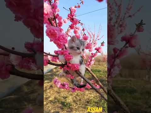 😺🥰little cat baby calling mummy