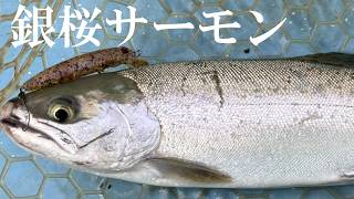 極寒のプールの中に栃木ブランドの銀桜サーモンが潜んでた・・・【エリアトラウト】【管理釣り場】【栃木市総合運動公園（栃プー）】