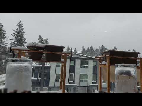 clean up feeder for bully hummingbird