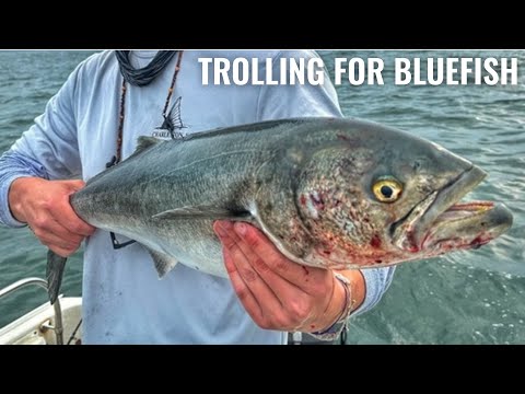 Catching Bluefish on the Troll | Martha's Vineyard