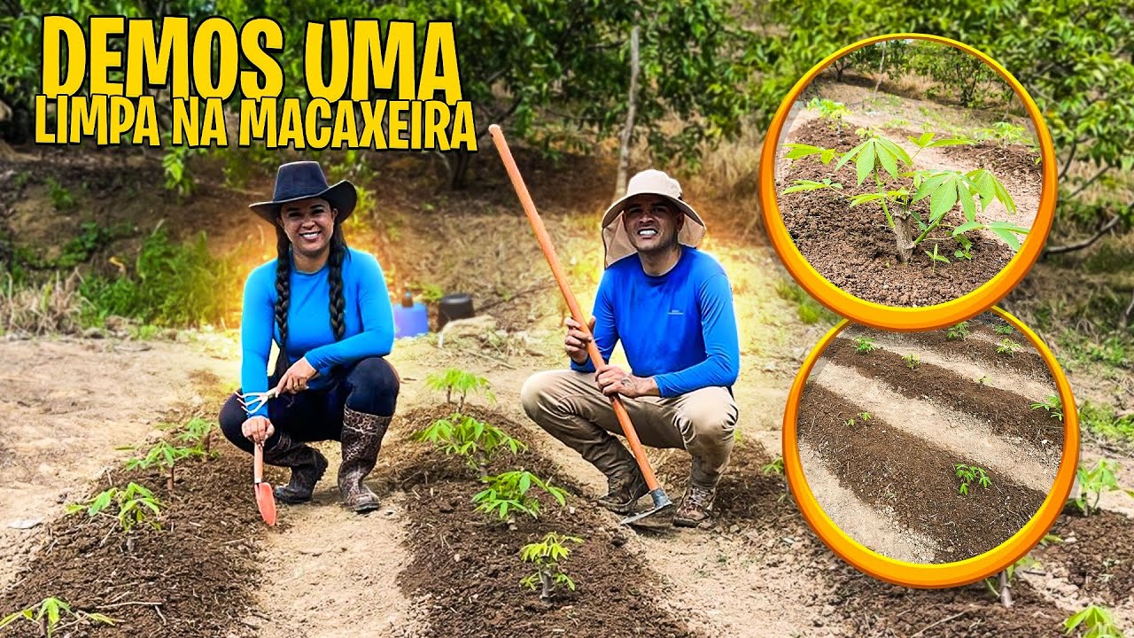 No sitio dia de trabalho duro👨🏻‍🌾👩🏻‍🌾