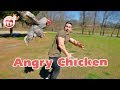 Funny Chickens Chasing... People! Hilarious! Funniest Animals Videos May 2019