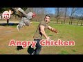 Funny Chickens Chasing People Hilarious Funniest Animals Videos May 2019