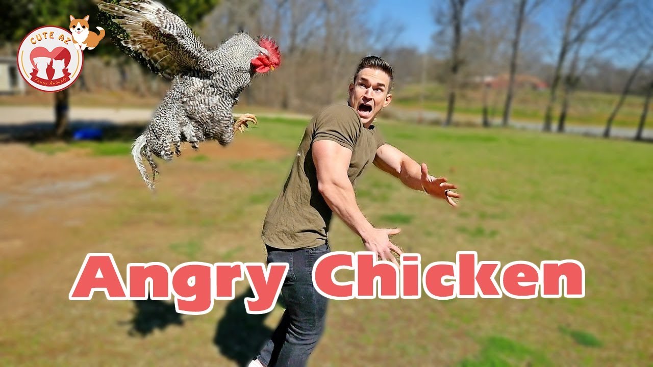 Funny Chickens Chasing... People! Hilarious! Funniest Animals Videos May 2019