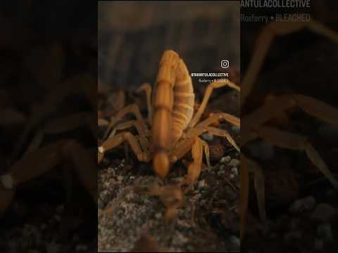 Scorpions don't mess around at lunch time. #scorpion #spider #tarantula