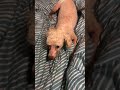 Video thumbnail 14 — Buckles of Sweetwater - An SOS Dog