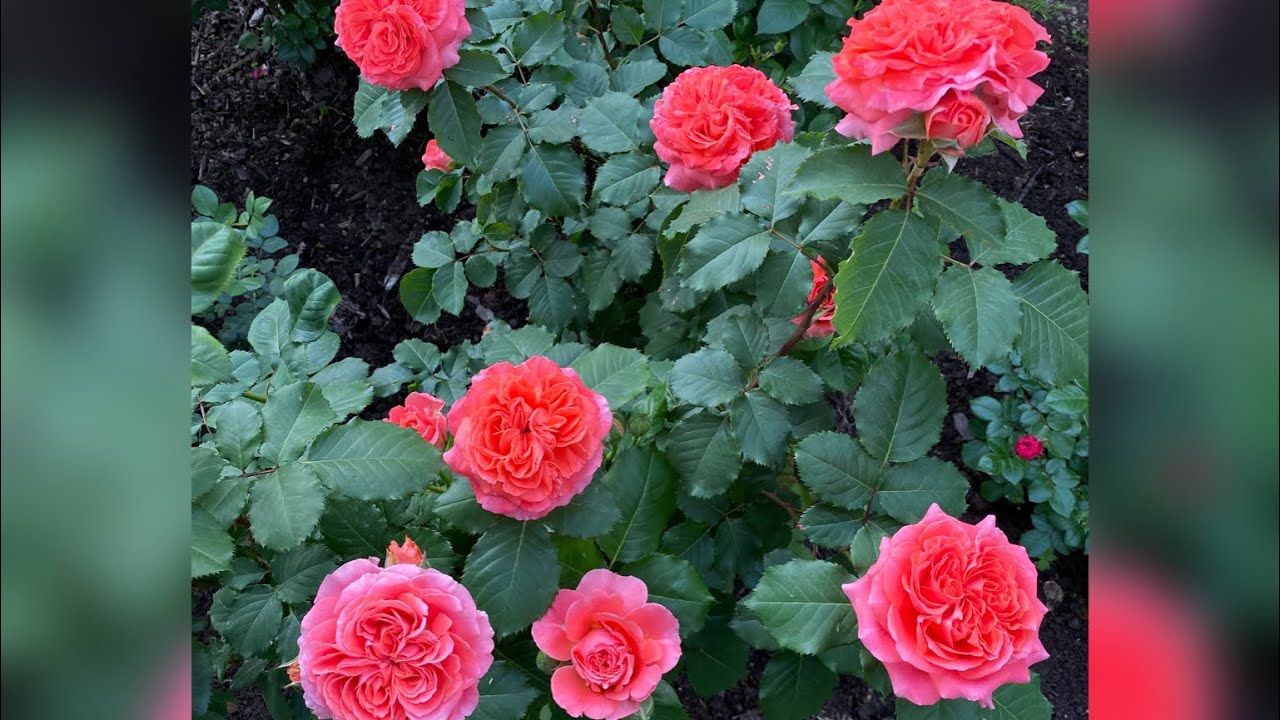 Роза Эмильен Гийо (Emilien Guillot) первое цветение 2022.