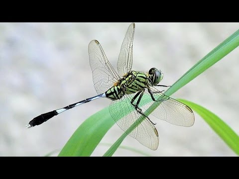 IMPRESSIVE CAMERA UNDER $200 Canon SX 170is Zooming on A Dragonfly