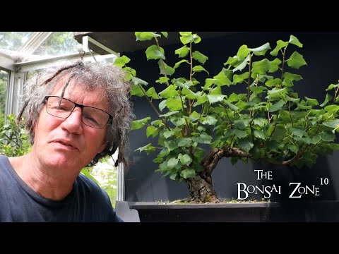 Pruning My Small Leaf Linden and More, The Bonsai Zone, Aug 2023
