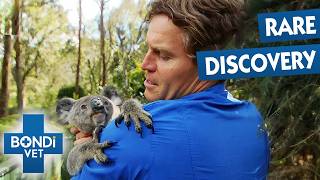 Worrying Lumps Appear On Young Koalas' Nose | Bondi Vet