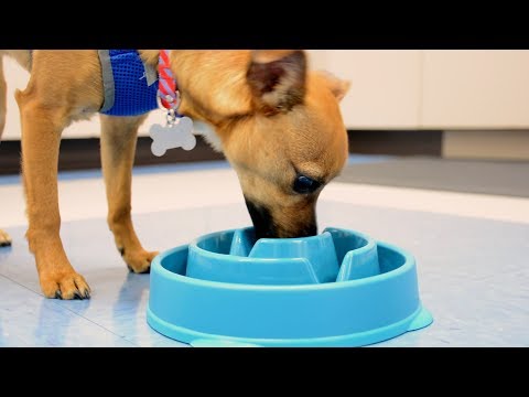 Outward Hound Fun Feeder Mini - Drop Teal Video