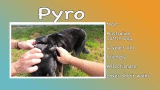 Adopt A Pet July 2019