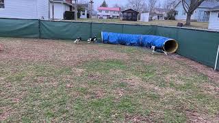 Video preview image #1 Mutt Puppy For Sale in Garden City, NY, USA