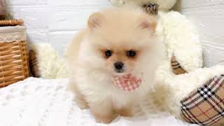 ポメラニアンの動画02