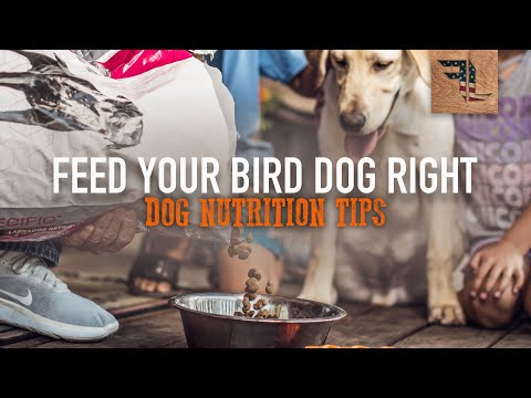 Feed Your Bird Dog Right