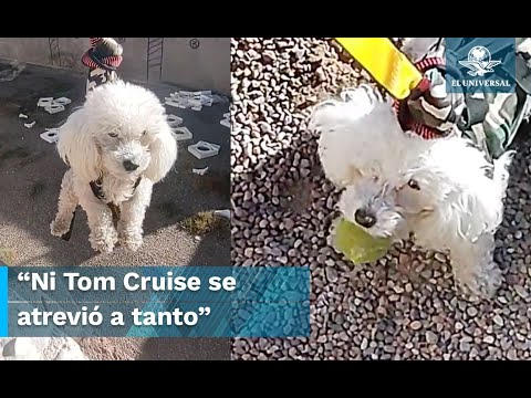 Misión rescate: lomito sale a recuperar su juguete