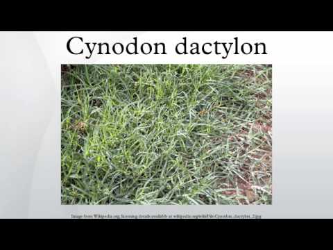 Cynodon dactylon - YouTube
