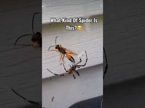 What Kind Of Spider Is This?? #fvcknahchos #spider