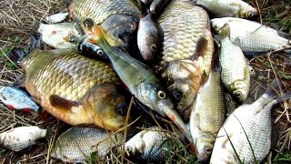 От рыбалки до ухи мультимедийная энциклопедия