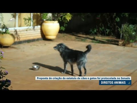 CDH debate criação do Estatuto dos Cães e Gatos