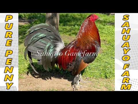 Sweater Grey Penny Hatch Radio - SAHUAYO FARM Beautiful Birds USA