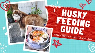 SIBERIAN HUSKY FEEDING GUIDE