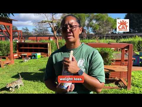 Supervisor Tanisha talks about feeding 750+ cats