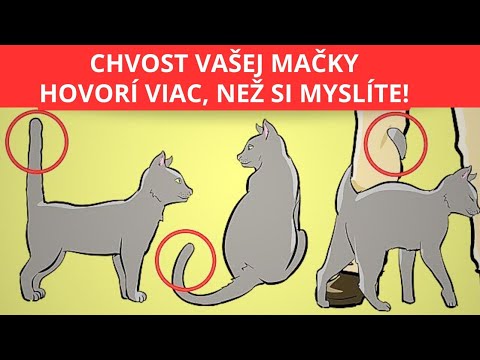 "Čo vám mačka hovorí chvostom? Odhaľte tajný jazyk mačiek!"
