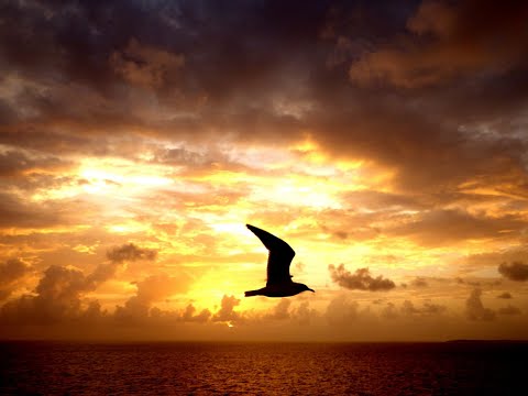 Kazimir Mikašek - Kazo - Domovino Moja