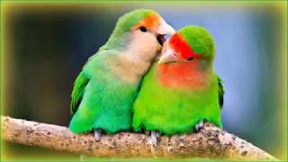 Download lagu Suara Burung Lovebird Ngekek Panjang Durasi 1 jam mp3