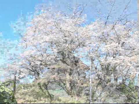 さくら探訪／西脇市