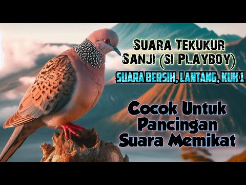 Putar Suara Tekukur Ini Untuk Pancingan Memikat || Sanji, Kuk 1, Suara Jernih