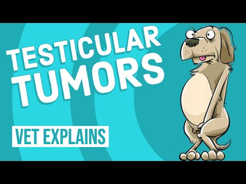 Testicular Tumors in Dogs