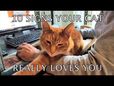 YouTube video about: Why does my cat climb all over me?