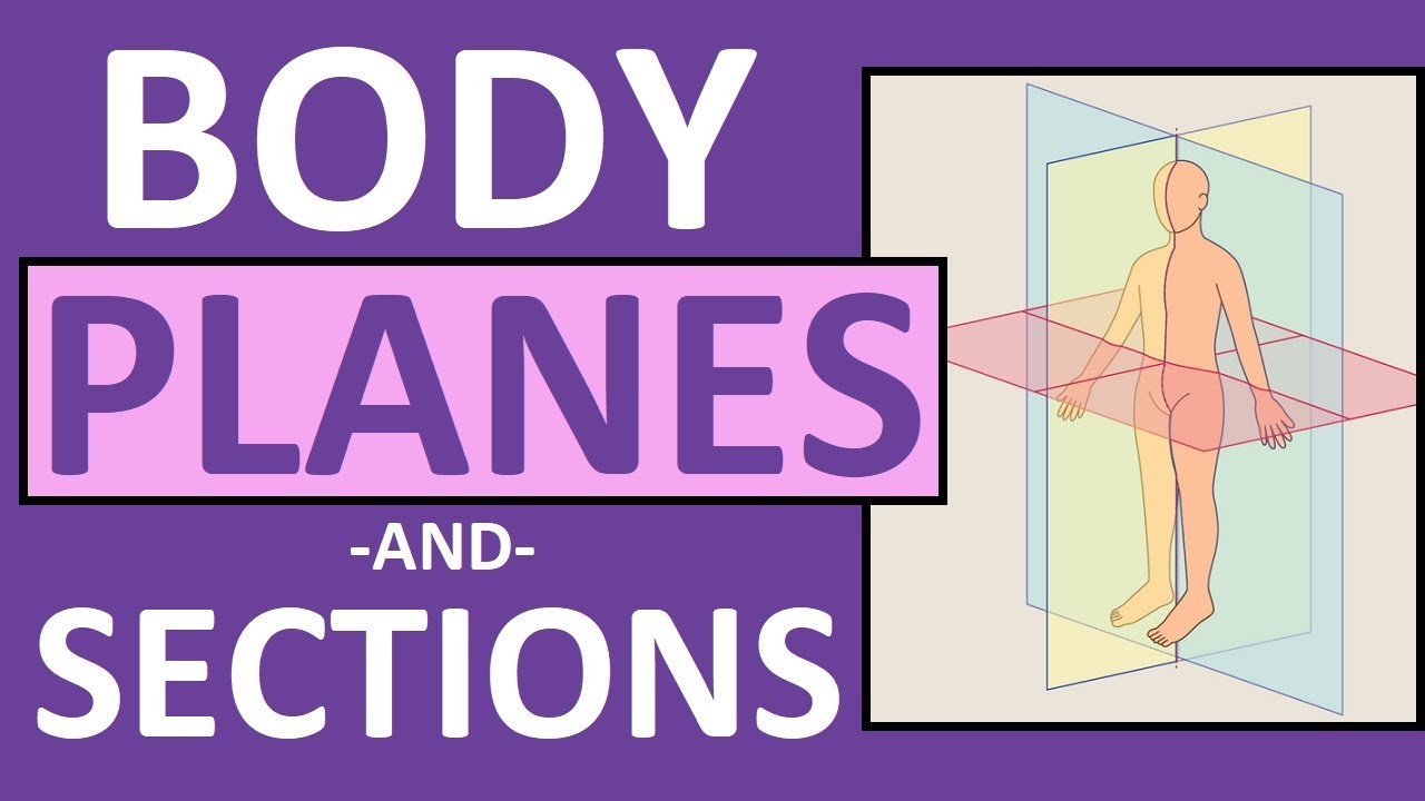 What are the 3 major body planes?