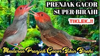 Download lagu The Gacor Male Prenjak Calls the Powerful Female Prenjak To Increase the Lust of the Material mp3 Download lagu The Gacor Male Prenjak Calls the Powerful Female Prenjak To Increase the Lust of the Material mp3