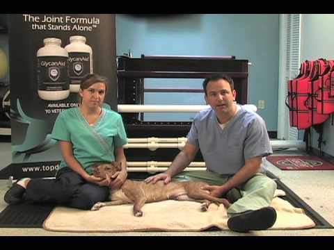 Massage Therapy for Dogs - Video
