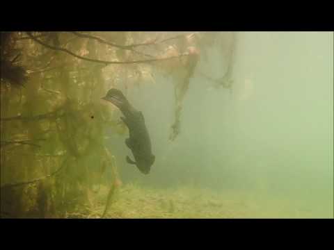 Zonnige duik in de Nionplas