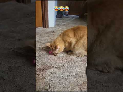 Cats like playing red dot